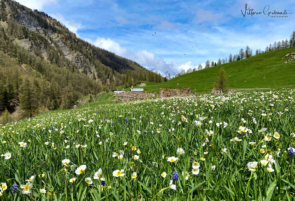 14 maggio 2020. Vittorio Gribaudi, Fioriture in Val Thuras.